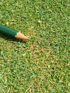 small patches of yellow to orange discoloured turf on a putting green