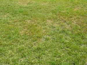 Rust symptoms on a soccer field with brown grass and dead leaf blades