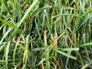 grass blades with yellow spots full of spores