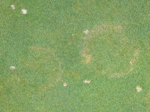 Two tan rings of dead turf Waitea patch on GTI pathology research green with a few dollar spots thrown in